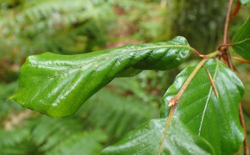 Réf. 261 948 : Phyllaphis fagi